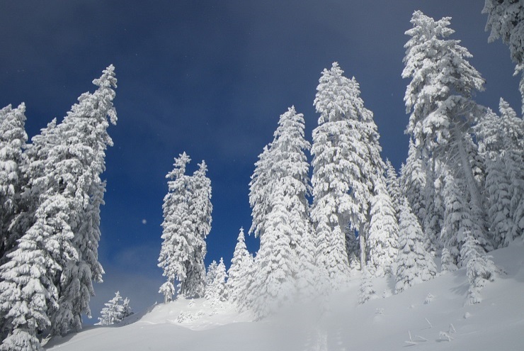 Winter_1